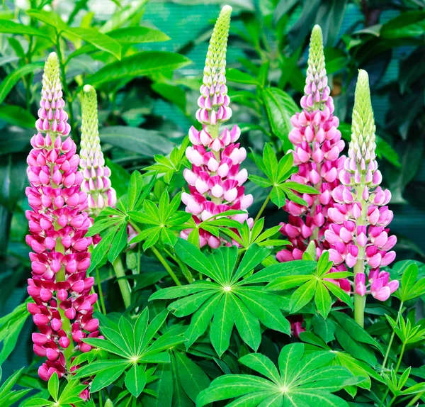 정원에서 핑크 Lupinus — 스톡 사진