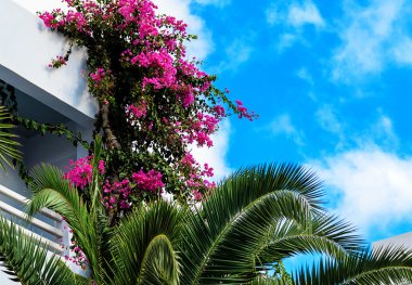 Mor begonviller ve palmiye ağacı