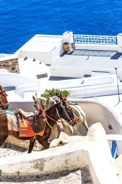 Ezels op de steile smalle straatjes van Santorini (Oia), Griekenland — Stockfoto