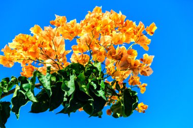 Mavi gökyüzü üzerinde sarı ve altın Begonvil