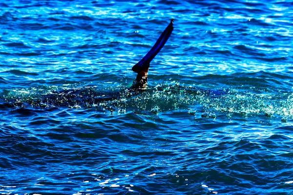 Mar Egeu Azul e um mergulhador na água — Fotografia de Stock