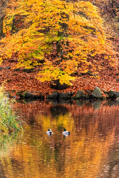 Late fall at the duck pond — Stock Photo, Image