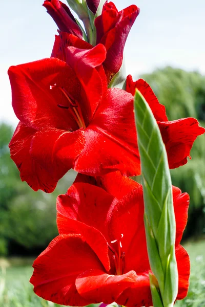 Red gladiolus in field — Stock Photo, Image