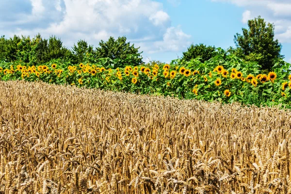 Zralé pšenice před slunečnicová pole — Stock fotografie