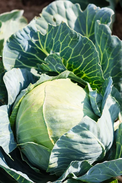 Growing white cabbage in field — Stock Photo, Image