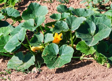 Kabak bitki alanında