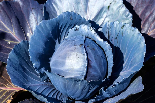 Red cabbage plant — Stock Photo, Image