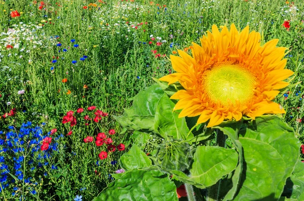 Colorful flower field with growing sunflower — Stock Photo, Image