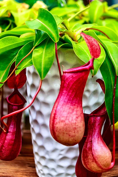 Etçil bitki - Nepenthes alata