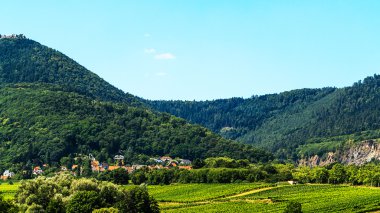 Obernai Alsace-yeşil yatay, üzüm bağları, Fransa
