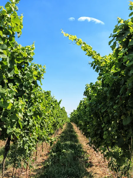 Landscape with vineyard in summer — Stock Photo, Image