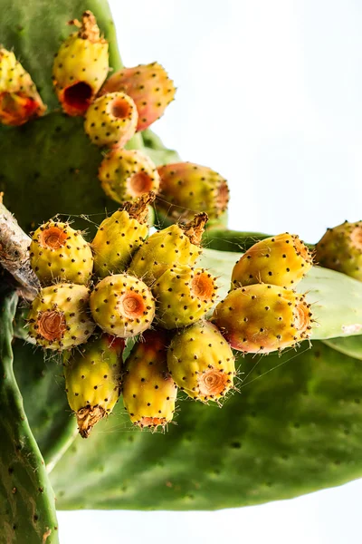 Pera de cactus (Opuntia ficus-indica ) — Foto de Stock