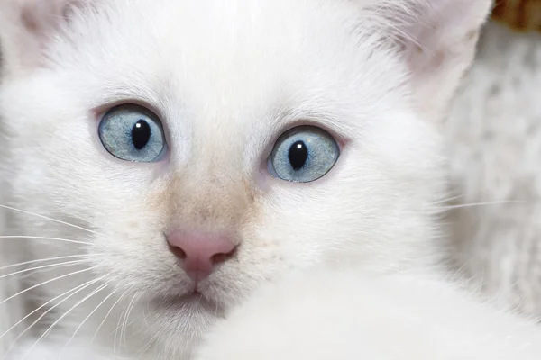 Kedi Gözü