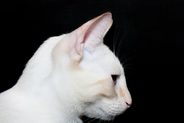 Focinho de gato — Fotografia de Stock