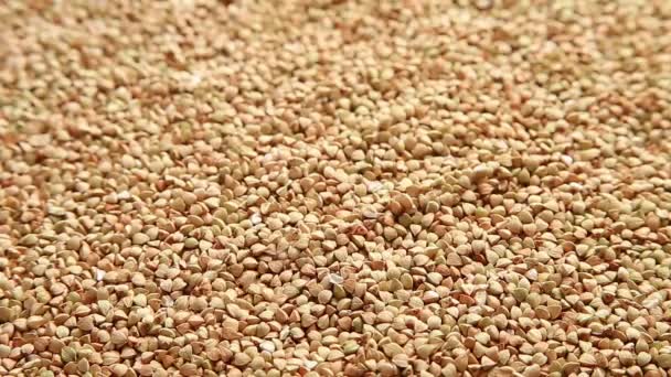 Gros plan sur les grains de sarrasin crus — Video