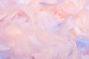 Renkli tüy arkaplanı, üst görünüm. 