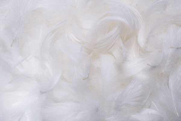 Белый мягкий фон. Вид сверху. 