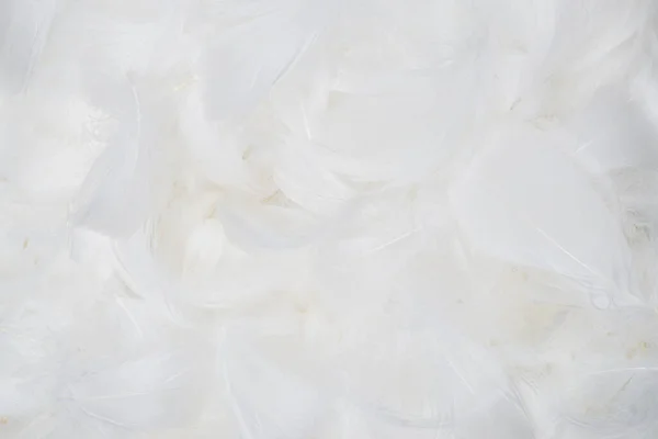 Beyaz yumuşak tüylü arka plan. Üst görünüm. 