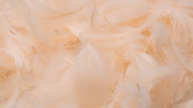 Renkli tüy arkaplanı, üst görünüm. 