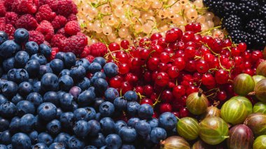 Bektaşi üzümü, yabanmersini, dut, ahududu, beyaz ve kırmızı frenk üzümü arka plan. 
