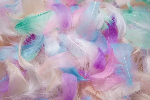 Colorful Feather Background Top View — Stock Photo, Image