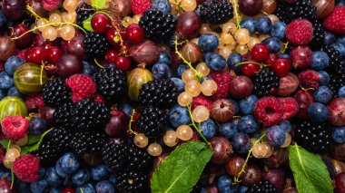 Bektaşi üzümü, yabanmersini, dut, ahududu, beyaz ve kırmızı frenk üzümü arka plan. 