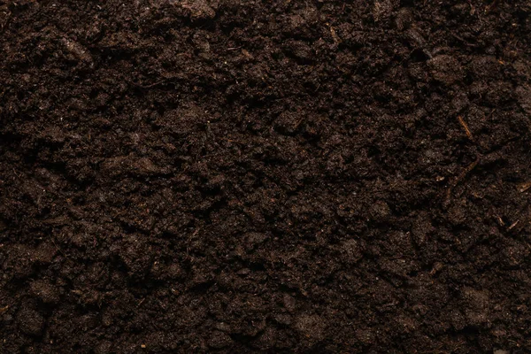 Black Land Plant Background Top View — Stock Photo, Image