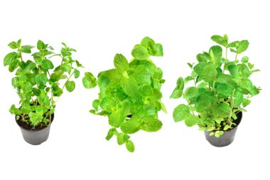 Beyaz arkaplanda izole edilmiş bir tencerede taze nane.. 