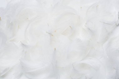 Beyaz yumuşak tüylü arka plan. Üst görünüm. 