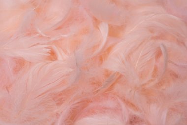 Renkli tüy arkaplanı, üst görünüm. 