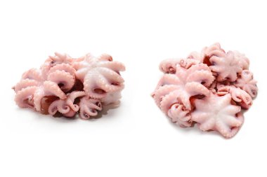 Ahtapot beyaz arkaplanda izole edildi. 