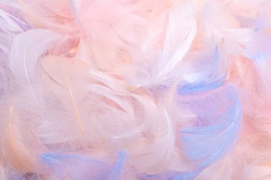 Renkli tüy arkaplanı, üst görünüm. 