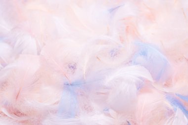 Renkli tüy arkaplanı, üst görünüm. 