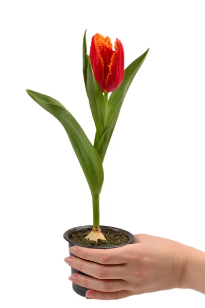 Tulipa Pote Mãos Mulher Isolado Branco — Fotografia de Stock