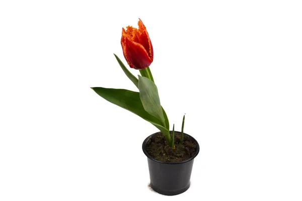 Tulip Egy Pot Elszigetelt Fehér Háttér — Stock Fotó