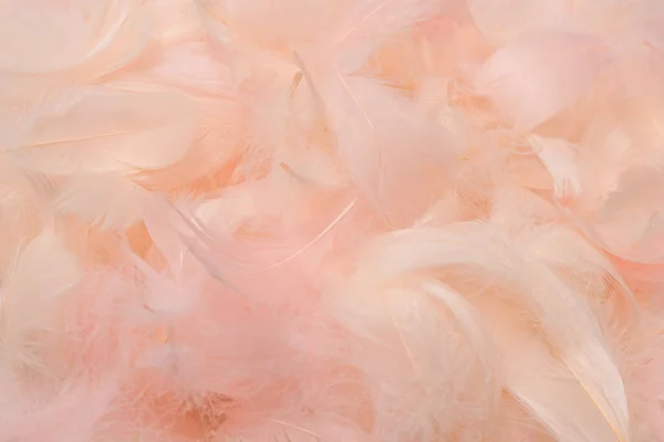 Renkli tüy arkaplanı, üst görünüm. 