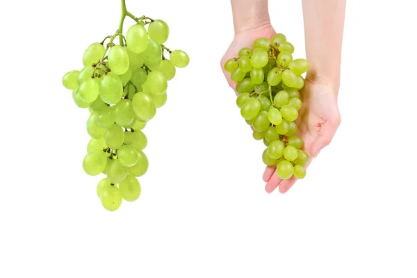 Witte Tros Druiven Handen Geïsoleerd Witte Achtergrond — Stockfoto