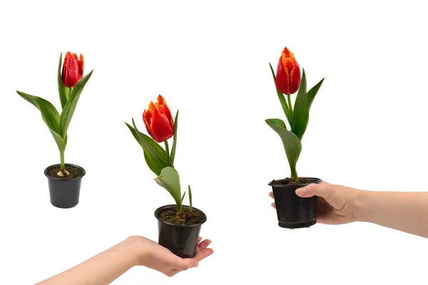 Tulip Egy Pot Elszigetelt Fehér Háttér — Stock Fotó