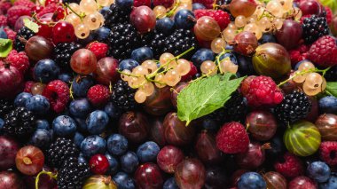 Bektaşi üzümü, yabanmersini, dut, ahududu, beyaz ve kırmızı frenk üzümü arka plan. 