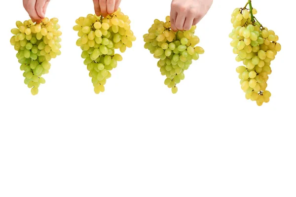 Bouquet Blanc Raisin Dans Les Mains Isolé Sur Fond Blanc — Photo