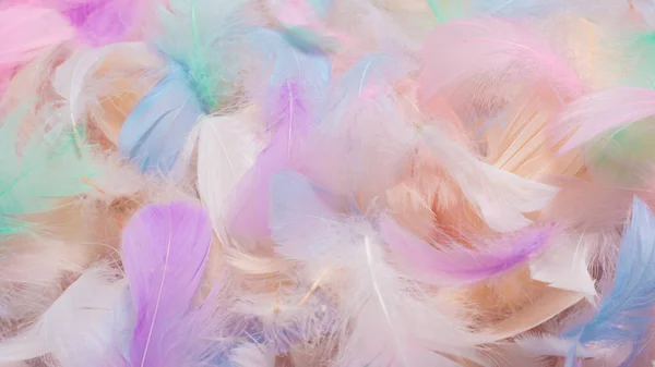 Colorful Feather Background Top View — Stock Photo, Image