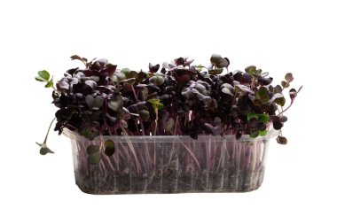 Beyaz arka planda izole edilmiş plastik kasede taze kohlrabi filizleri..