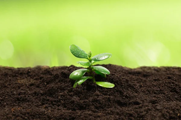 Giovani Germogli Verdi Giardino Primavera — Foto Stock