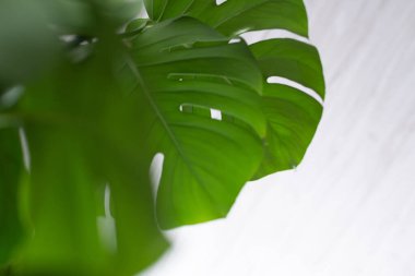 Beyaz arka planda yeşil bitki canavarı. 