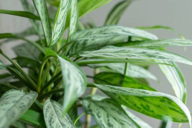 Tencerede yeşil bitki. Ev bitkisi.