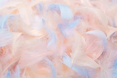 Renkli tüy arkaplanı, üst görünüm. 