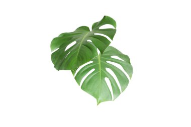 Beyaz arka planda yeşil bitki canavarı. 