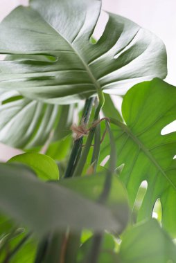 Beyaz arka planda yeşil bitki canavarı. 