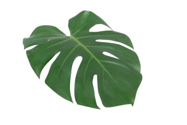 Beyaz arka planda yeşil bitki canavarı. 