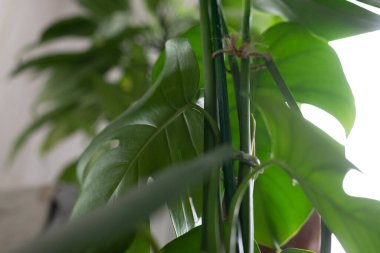 Beyaz arka planda yeşil bitki canavarı. 